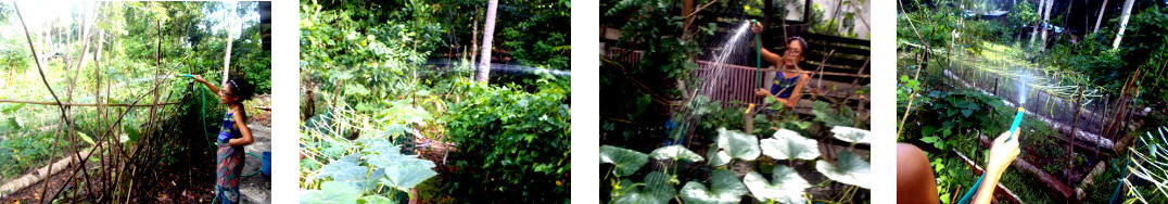Images of selected garden areas being
        watered in tropical backyard