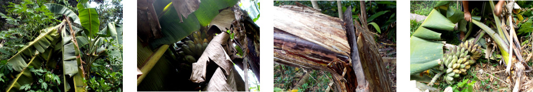 Imagws of broken banana tree hbeing
        harvested in tropical backyard