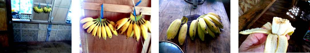 Images of ripe bananas in tropical
        home