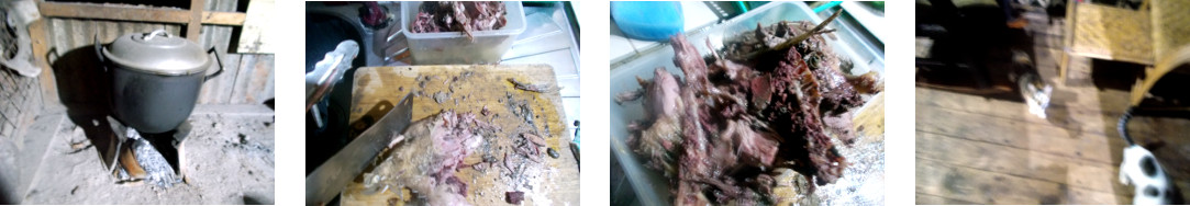 Images of cooked dead duck fed to cats