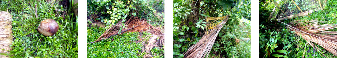 Images of debris in tropical backyard
        after rain in the night