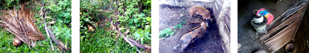 Images of tropical backyard garden debris processed for
        fodder or fuel