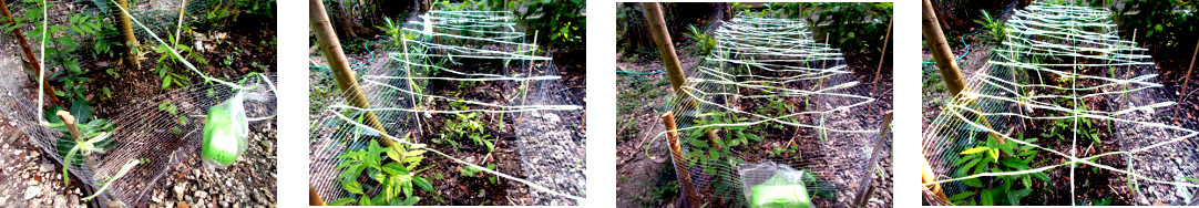Images of
        protective raffia applied to fenced tropical backyard garden
        patch
