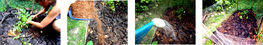 (Images of tropical backyard garden patch being planted
        and sown