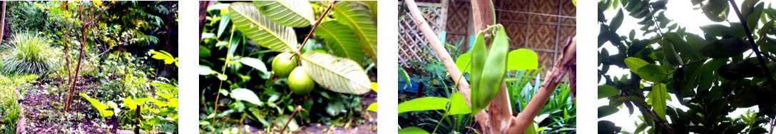 Images of wild guava and beans growing
        on tropical backyard bush