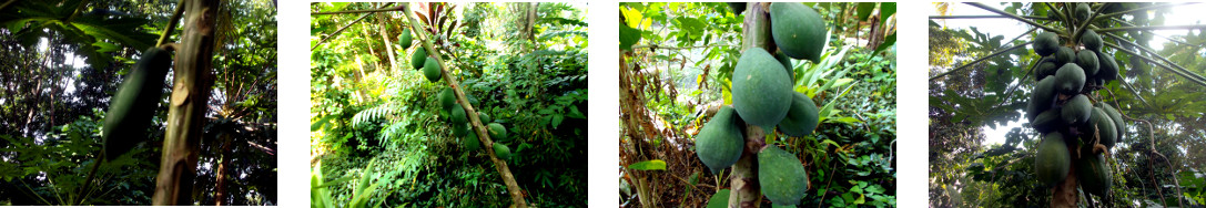 Images of small papaya trees growing
        in tropical backyard