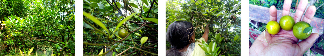 Images of native limes harvested in
        tropical backyard