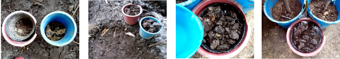 Images of soil being prepared for
        planting lotus seedlings in pots