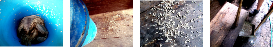 Images of maggots bred for feeding to
        tropical backyard chicken and ducks