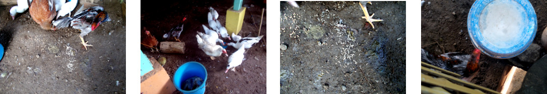 Images of tropical backyard chickens and ducks eating
        maggots