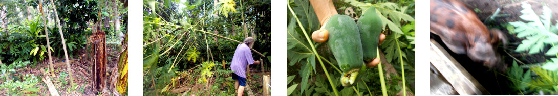 Images oif small papaya tree being cut
        down in tropical backyard