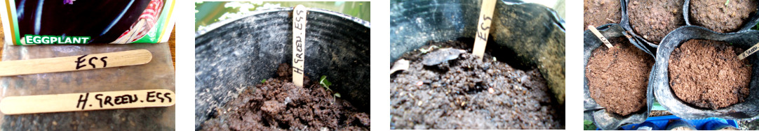 Images of two types of eggplant seeds
        potted in tropical backyard