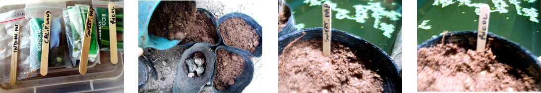 Images of various pepper seeds being potted in
            tropical backyard nursery area