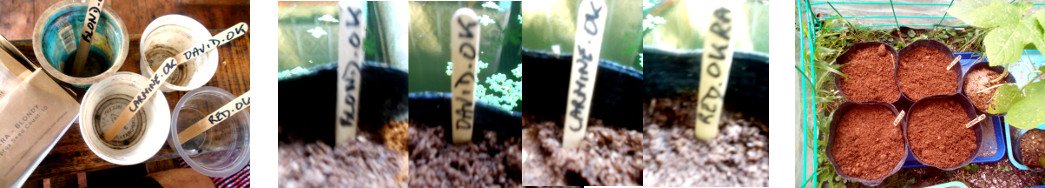 Images of various okra seeds potted in
        tropical backyard nursery area