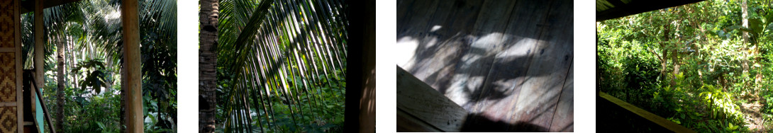 Images of December sun in tropical
        backyard