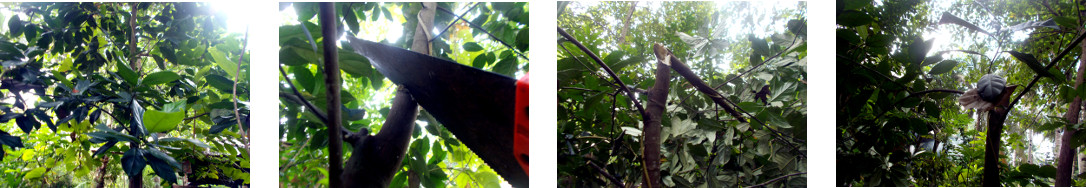 Images of small tree being trimmed in
        tropical backyard