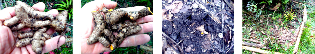 Images of turmeric planted in tropical
        backyard