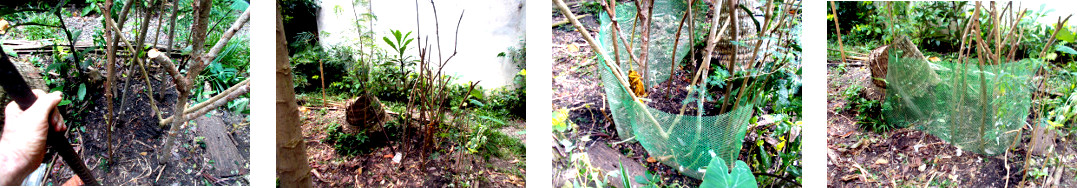 Images of a protected climbing area for vines in
        tropical backyard