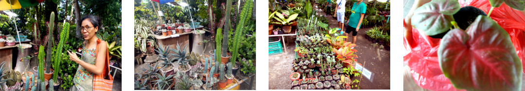 Images of plants in Tagbilaran Chritsmas market