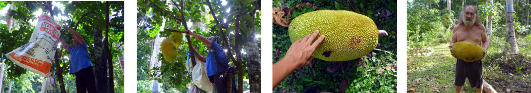 Images of harvested Jack-fruit in
        tropical backyard