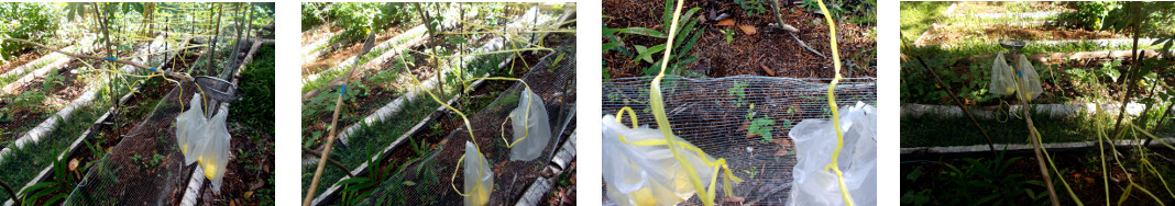 Images of raffia twine being added to
        anti-chicken protective fence in tropical backyard