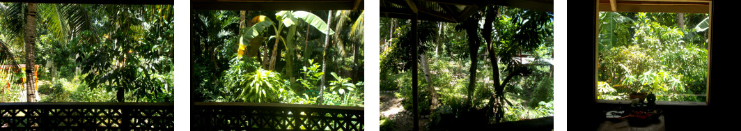 Images of sunshine in tropical
        backyard