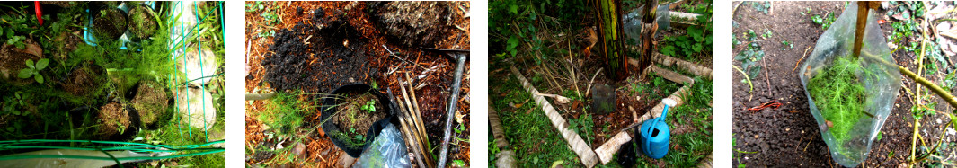 Images of asparagus seedlings transplanted in tropical
        backyard