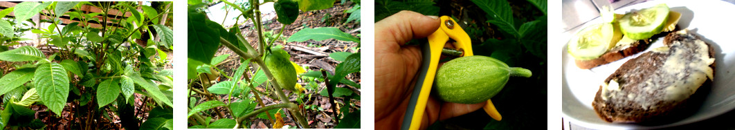 Images of cucumber harvested in tropical backyard