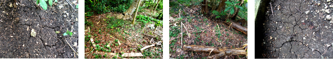 Images of drought in tropical
        backyard