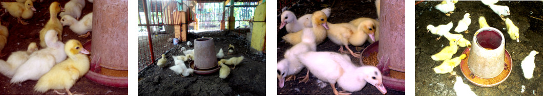 Imagws of ducklings in tropical
        backyard