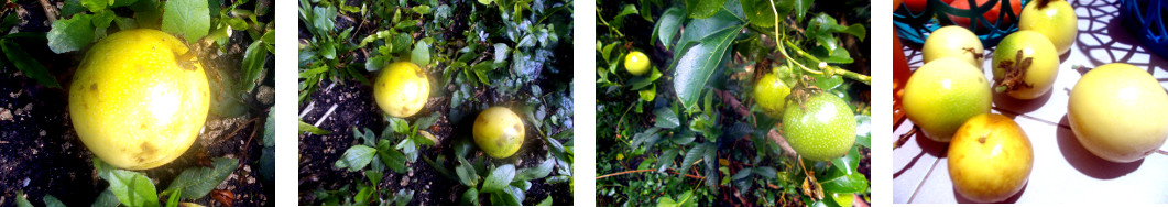 Images of passion fruit harvested in
        tropical backyard