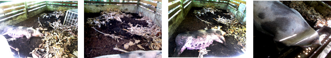 Images of heavily pregnant
                    tropical backyard sow