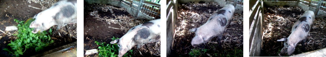 Images of heavily pregnant
                    tropical backyard sow