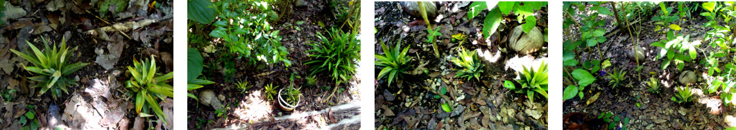 Images of pineapple tops from market planted in tropical
        backyard