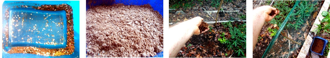 Images of small seeds being broadcast
        inside fenced area in tropical backyard