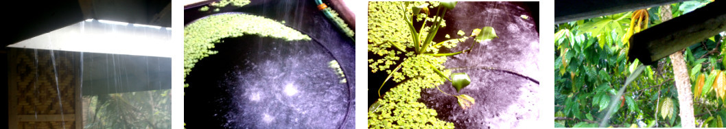 Images of rain in tropical backyard