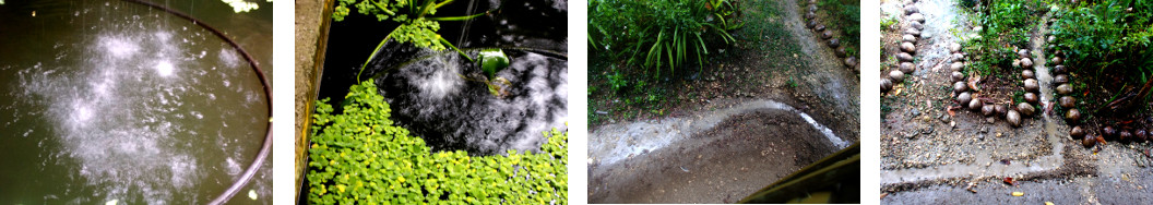 Images of rain in tropical backyard