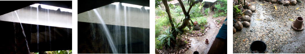 Images of rain in tropical backyard