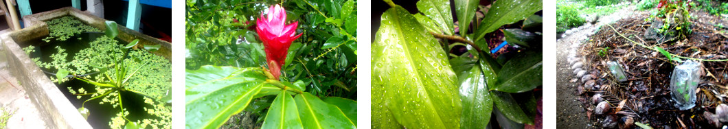 Images of early morning effect of night rain in tropical
        backyard