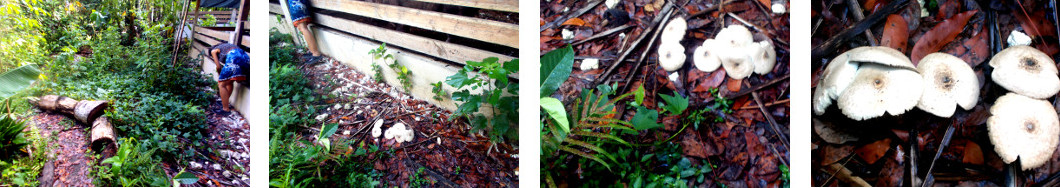 Images of mushrooms growing in tropical backyard after
        rain in the night