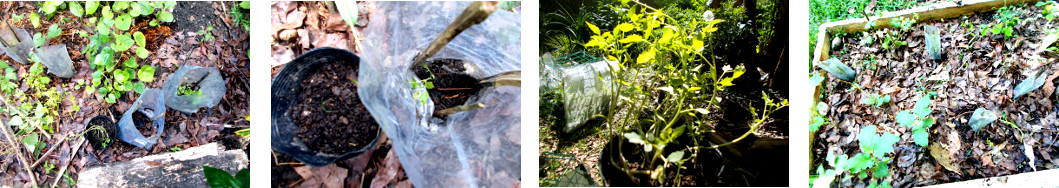 Images of tomato seedlings transplanted in tropical
        backyard