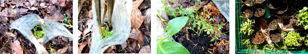 Images of t,mato seedlings transplanted in tropical
        backyard