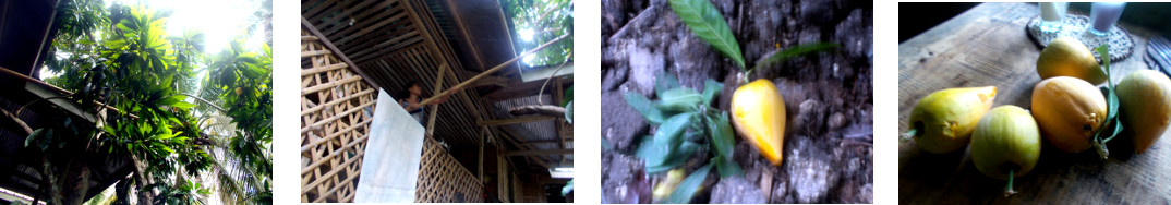 Images of small harvest of chesa fruit
        in tropical backyard