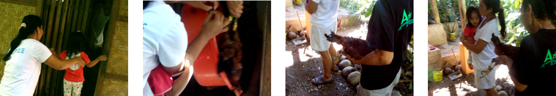 Images of neighbours recieving a
        birthday tropical backyard chicken