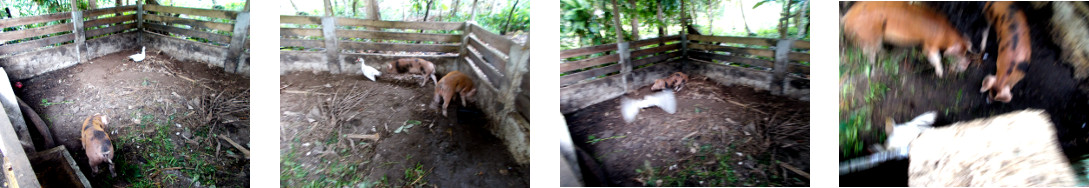Imagws of duck tropped in tropical
        backyard pig pen