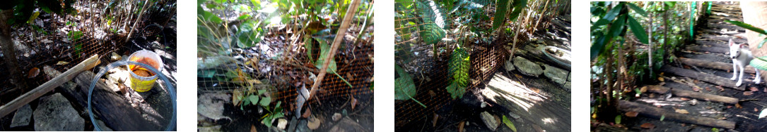 Images of tropical backyard wire border fence