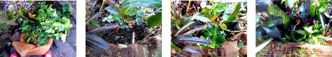 Images of fence planted with cuttings