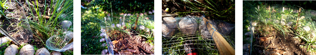 Images of repaired tropical backyard
        fence -after damage by stray dogs in the night