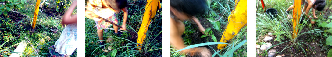 Images of seedlings being planted in
        tropical backyard