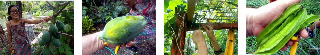 Images of a small harvest from
        tropical backyard garden